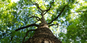 growing your online business